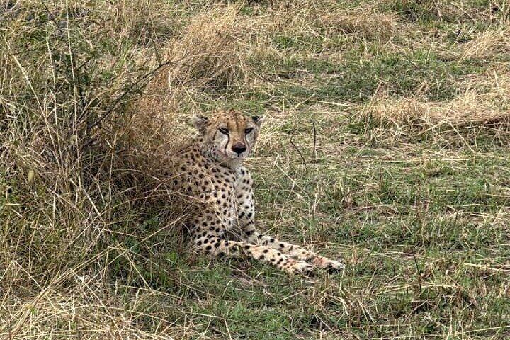 5-daagse privésafari in Kenia Masai Mara Lake Nakuru en Amboseli