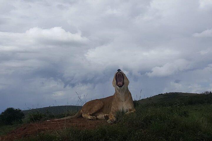 5 dages privat safari i Kenya Masai Mara Lake Nakuru og Amboseli