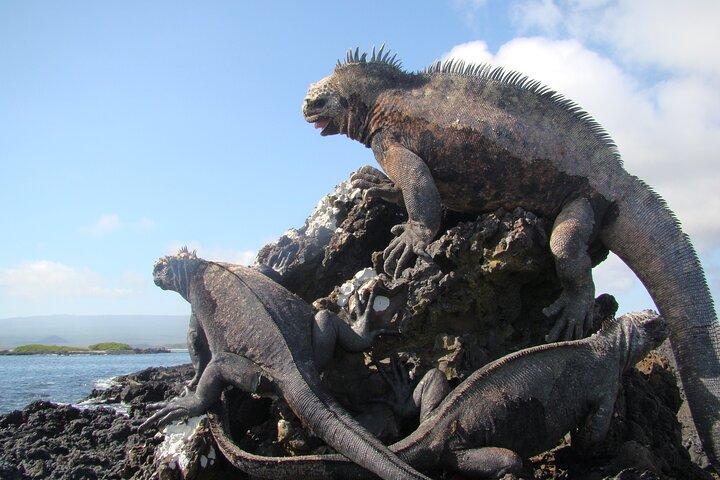 IslaPinzón-日帰りツアー-サンタクルーズから-ガラパゴス島