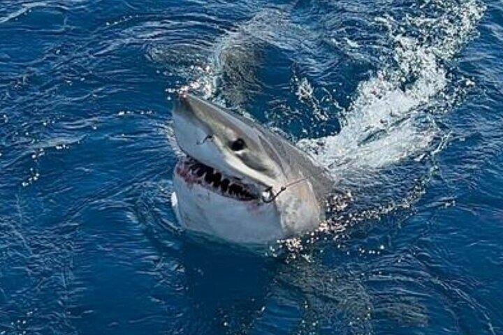 Private Half Day Deep Sea Sportfishing Charter in Fort Lauderdale