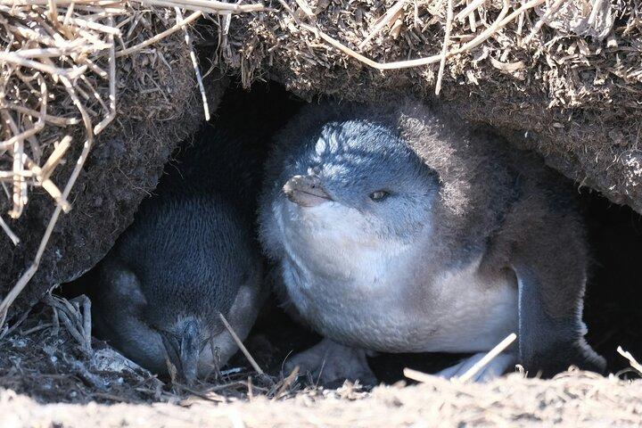 メルボルンフィリップ島プライベートツアー：ペンギンパレード＆ワイルドライフ