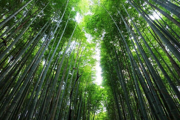 Visite du matin de Kyoto avec Guide anglophone