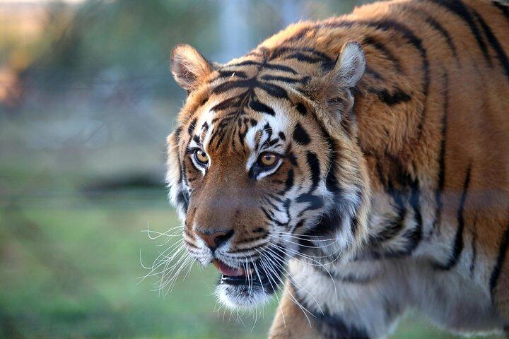 Tour privato di 2 giorni a Ranthambhore Tiger Safari da Jaipur