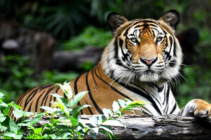 Tour privato di 2 giorni a Ranthambhore Tiger Safari da Jaipur