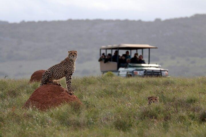 Amakhala Game Reserve Mezza giornata Big 5 Safari Adventure