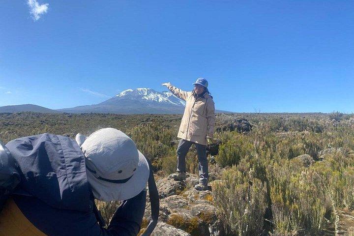 Bedste Mount Kilimanjaro dagstur