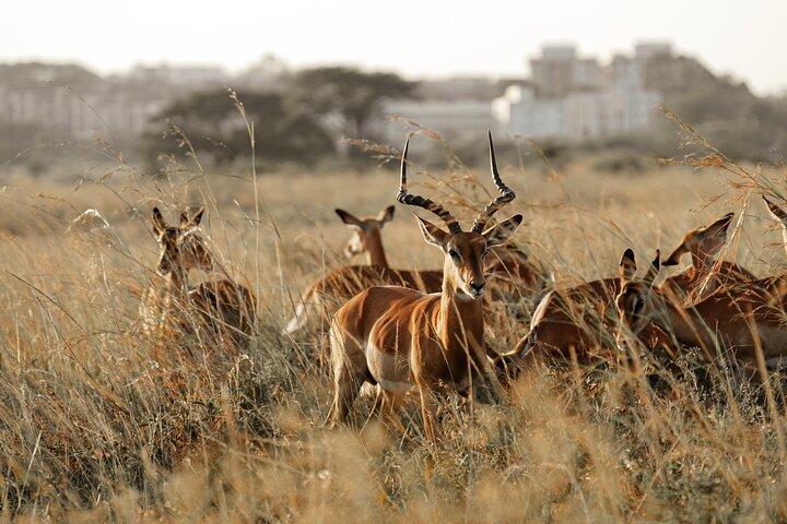 2 dagar Safari äventyr till Ol Pejeta Conservancy
