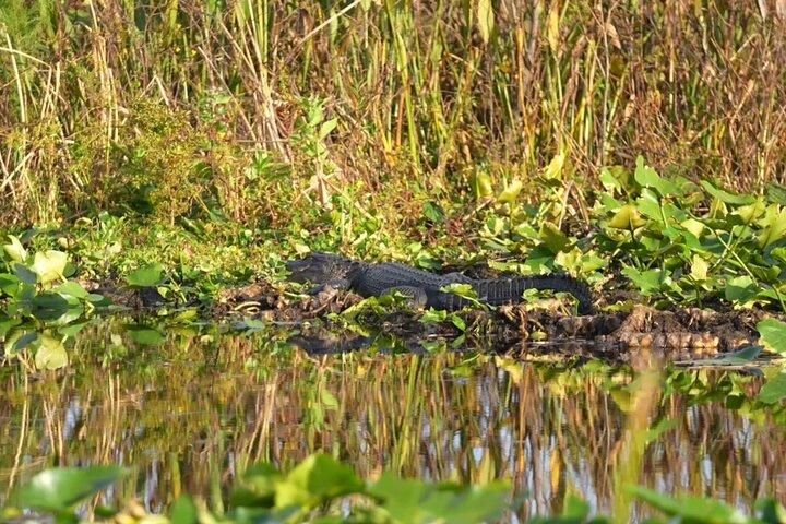 90-minütige Bootstour in den Florida Everglades