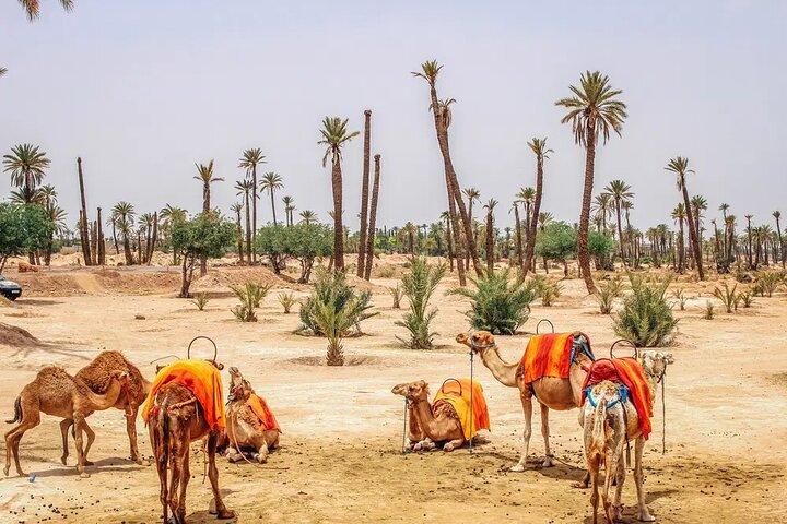 Kameltur i Palmeraie i Marrakech