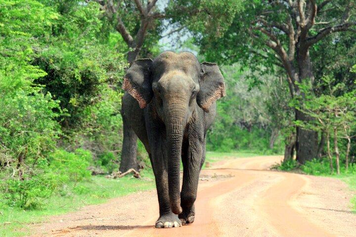 Yala Nationalpark Tour von Hambantota Port Janaka Safari