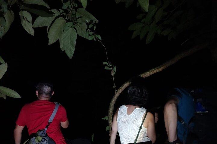 La Fortuna Rane e rettili Tour notturno della fauna selvatica 2 ore