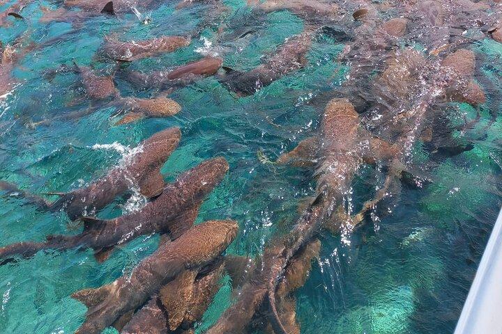 サンペドロ島半日プライベートバリアリーフシュノーケリング