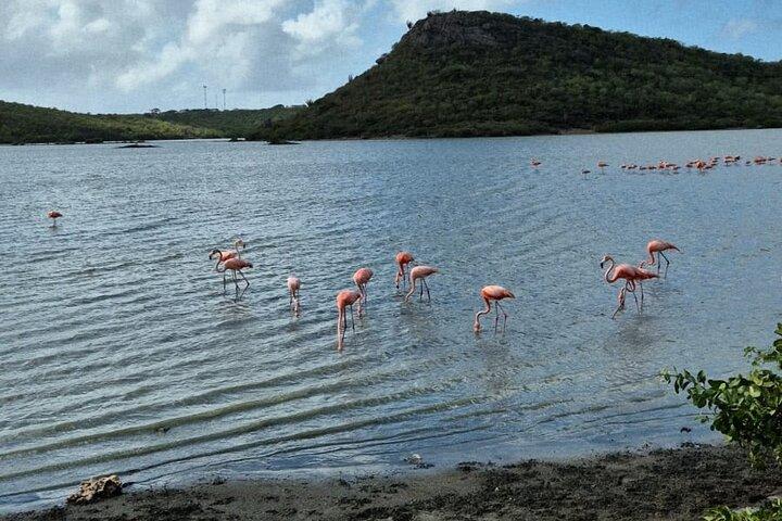 Misteriosas Cuevas, Elegantes Flamencos y Relax en Porto Marie