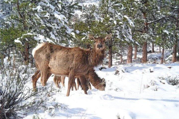 Hoteller i nærheden af Rocky Mountain National Park Winter Safari Tour
