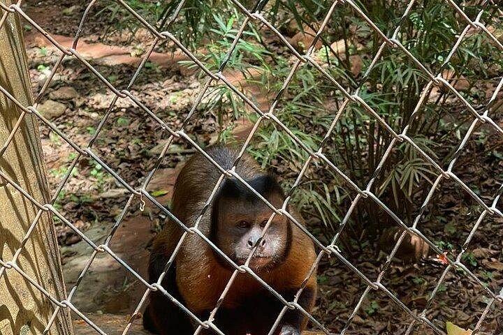 Combo: Adventure in ATV and Monkeys