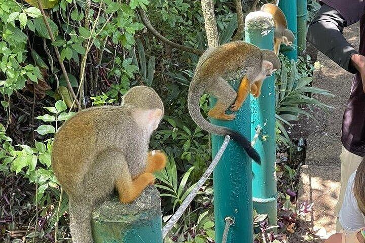 Combo: Adventure in ATV and Monkeys