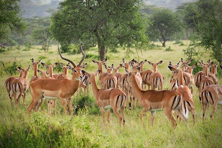 Early Morning Nairobi National Park Group Joining Tour