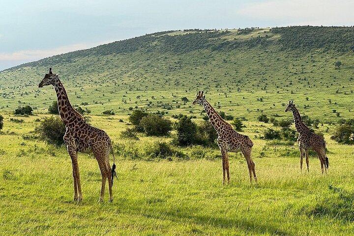 Day Tour to Maasai Mara Reserve From Nairobi