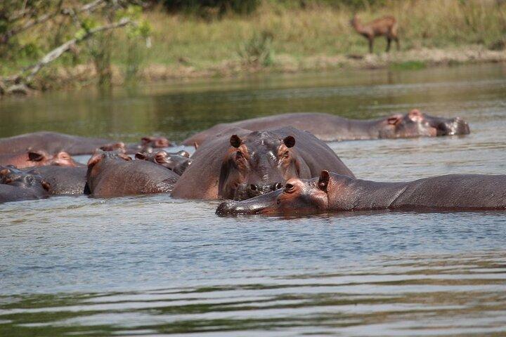 5 - Tour de dia de gorilas e rastreamento de chimpanzés em Uganda