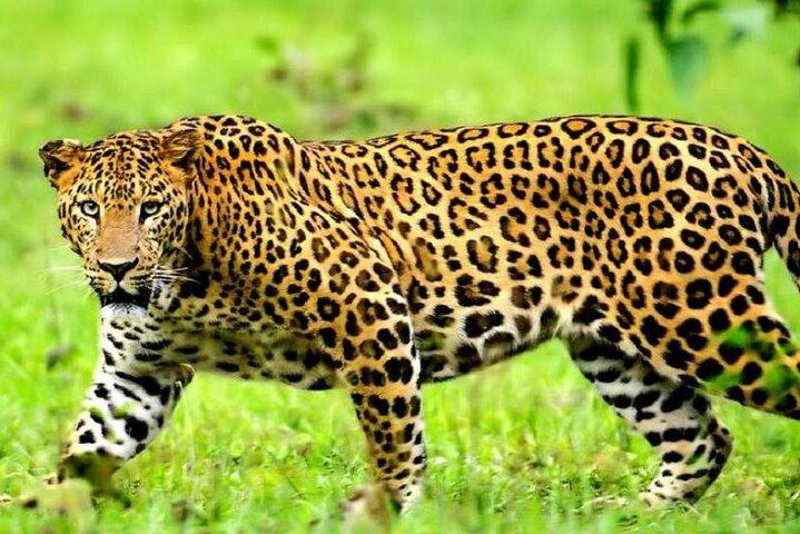 5 Day Comfort Wildlife Safari in Kenya National Parks
