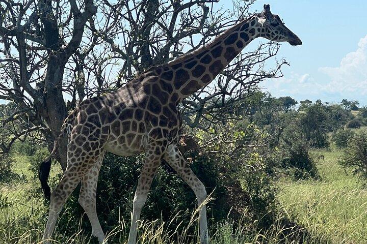 8 - Dag Beste van Oeganda Huwelijksreis Big5 Wildlife Safari & De Nijl