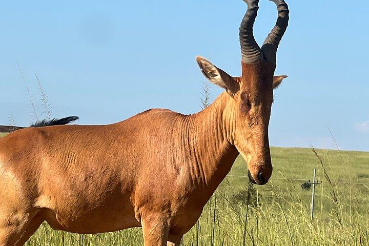 8 - Dag Beste van Oeganda Huwelijksreis Big5 Wildlife Safari & De Nijl