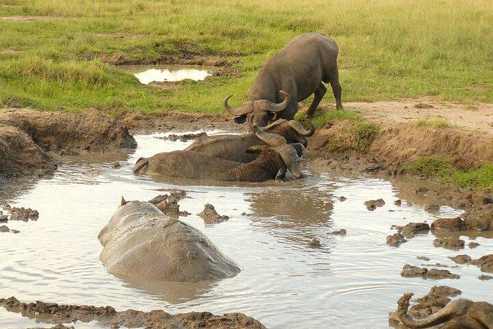 10 - Dia Safari de férias em Uganda, incluindo trekking de gorilas