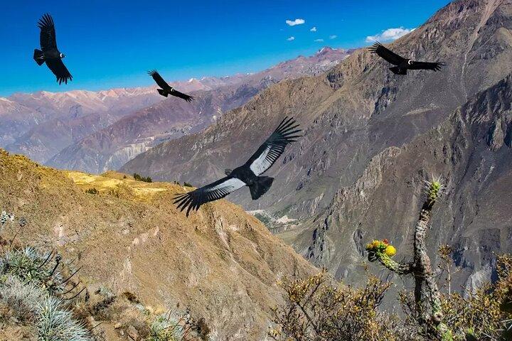 Colca Canyon Tour Cruz del Cóndor - eindigen in Puno