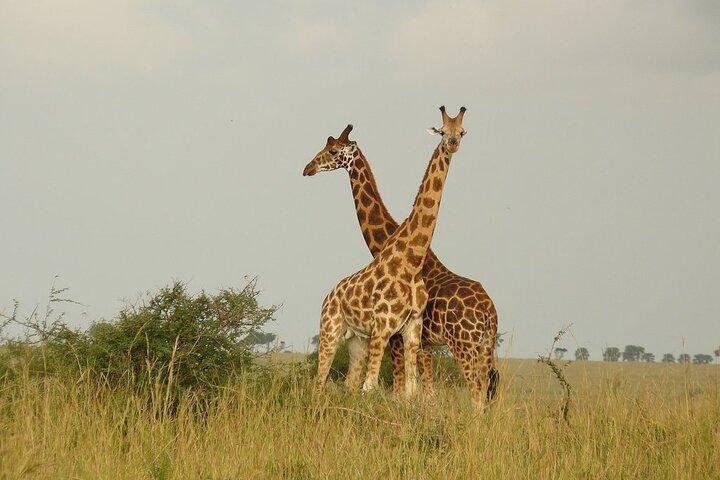5 - Tag Big 5 Safari nach Murchison und Schimpansenverfolgung