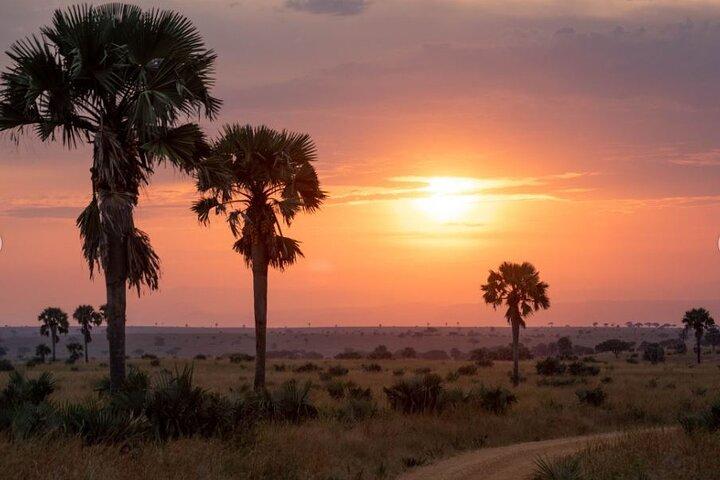 5 - Day Big 5 Safari til Murchison og Chimpanze Tracking
