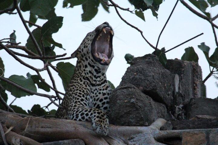 5 - Day Big 5 Safari til Murchison og Chimpanze Tracking