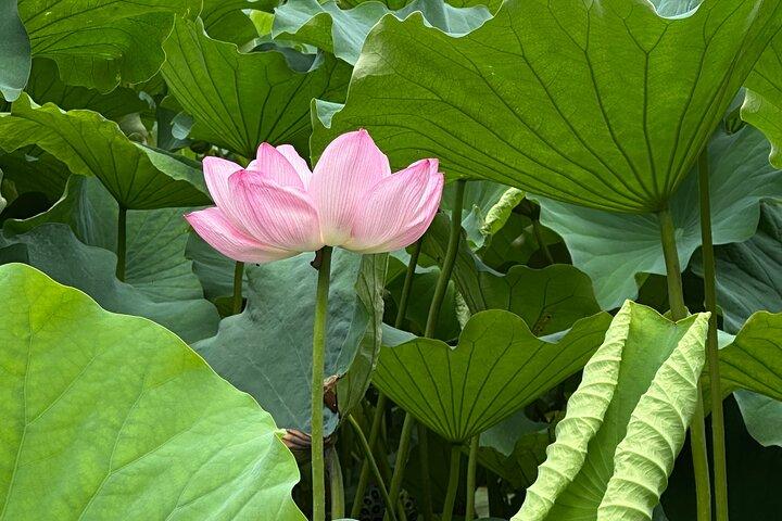 Visite Privée de Tokyo : Temples, Culture & Modernité.