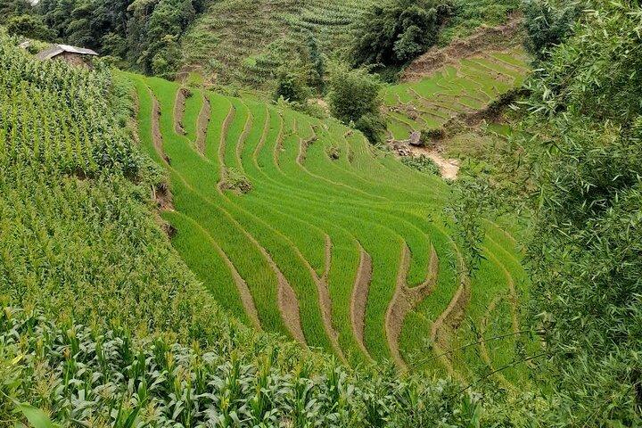 Sapa Homestay Trekking Tour Fansipan Peak et Muong Hoa Valley