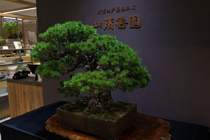 Tokyo: Bonsai Making Experience with Bonsai Master