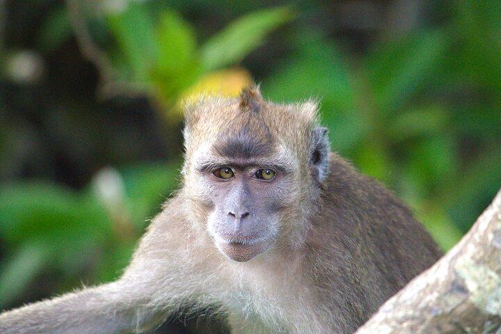 Semporna: Mangrove Cruise, Fireflies, Transferência & Jantar