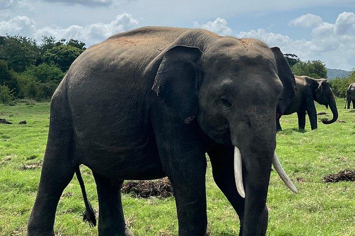 ミネリヤ、カウドゥッラ、フルルエコパークでのプライベートジープサファリ。