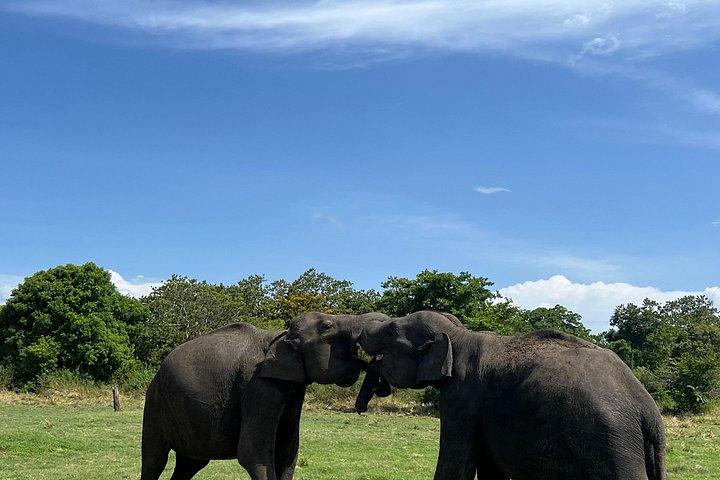 ミネリヤ、カウドゥッラ、フルルエコパークでのプライベートジープサファリ。