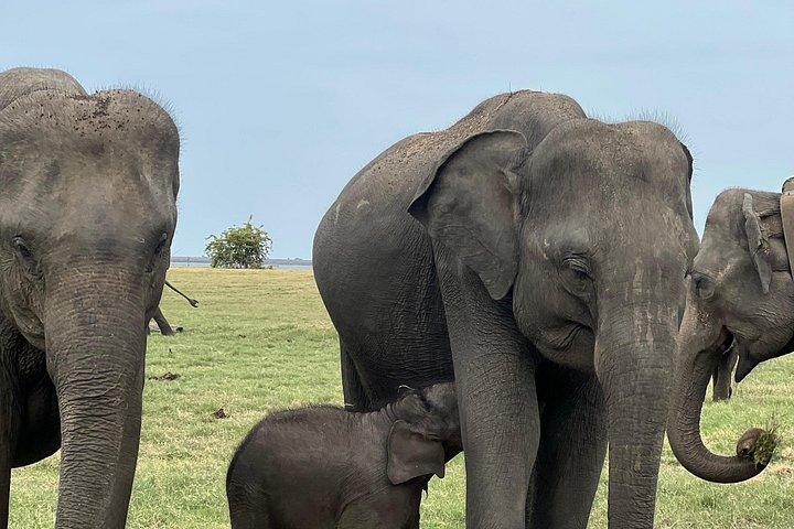ミネリヤ、カウドゥッラ、フルルエコパークでのプライベートジープサファリ。
