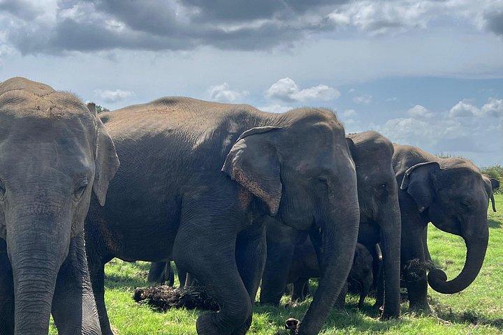 ミネリヤ、カウドゥッラ、フルルエコパークでのプライベートジープサファリ。