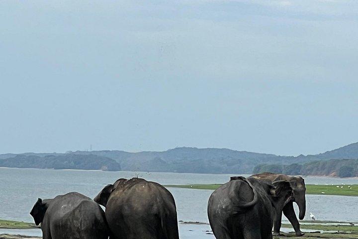 ミネリヤ、カウドゥッラ、フルルエコパークでのプライベートジープサファリ。