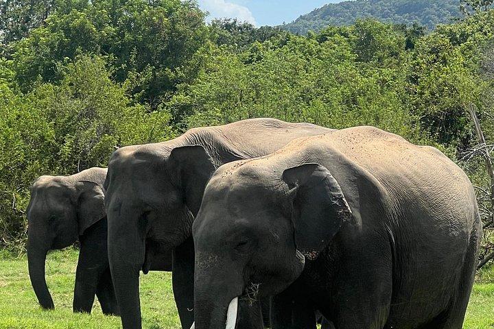 ミネリヤ、カウドゥッラ、フルルエコパークでのプライベートジープサファリ。