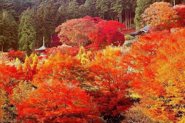 勝尾寺、箕尾の滝、東大寺、嵐山＆奈良公園日帰りツアー