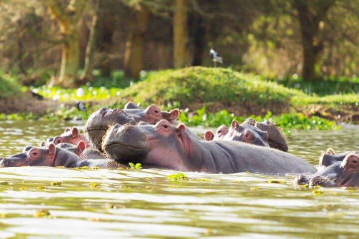 Visite privée de Hells Gate et du lac Naivasha avec SPA