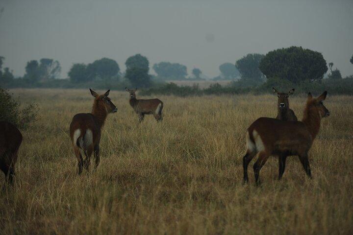 3 Dias Parque Nacional Murchison Falls com rastreamento Rhino