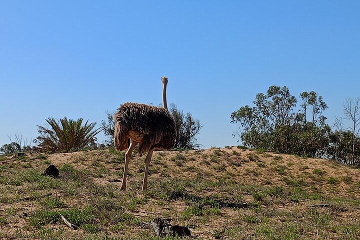 アガディールスースマッサ国立公園ミニサハラ半日観光
