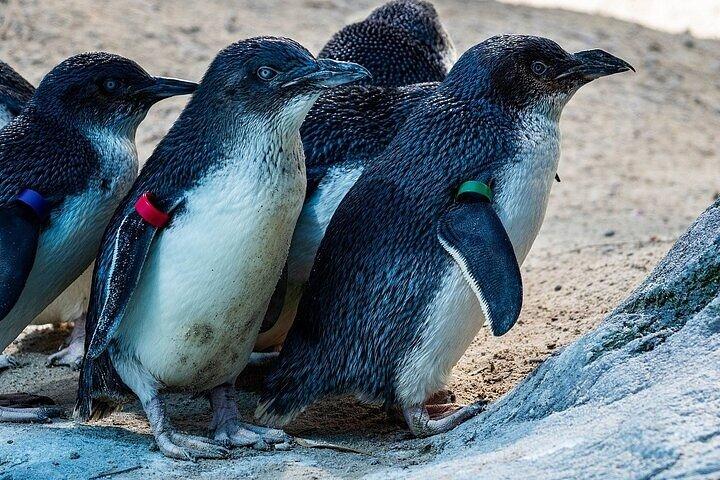 メルボルンプライベートペンギンコアラツアー-メルボルンシティツアーJEWELS