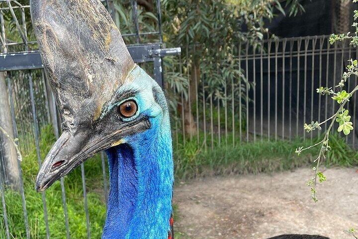 メルボルンプライベートペンギンコアラツアー-メルボルンシティツアーJEWELS