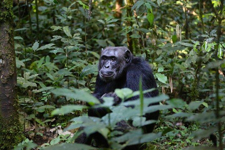 8 Tage Uganda Safari Gorillas, Nashörner, Big Game, Seen und R.Nil