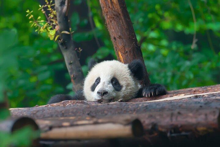 Exclusive Chengdu by Private Car: Giant Pandas & Leshan Buddha