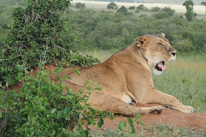 1 Day Tour to Amboseli Park And a Majestic Mt Kilimanjaro View